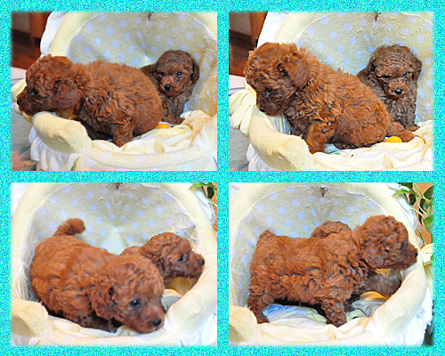 トイプードル　レッド　オス　子犬販売の専門店　AngelWan　横浜　神奈川