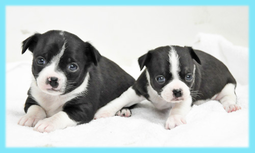 ミックス　オス　子犬販売の専門店　AngelWan　横浜