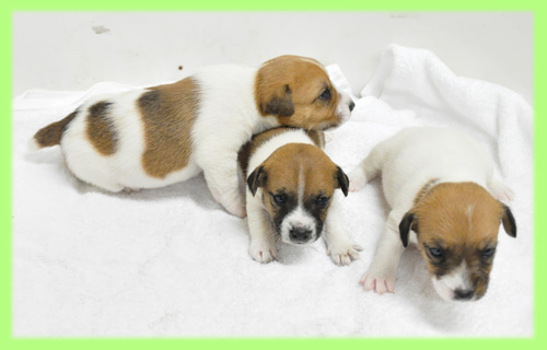 ジャックラッセルテリア　オス　メス　子犬販売の専門店　AngelWan　横浜