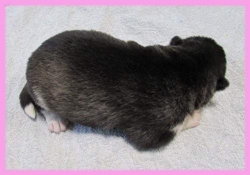 シベリアンハスキー ブラック&ホワイト メス 子犬販売の専門店 AngelWan 横浜