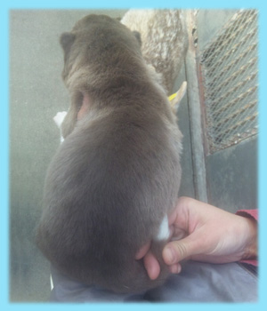 シベリアンハスキー　チョコレート＆ホワイト　オス　子犬販売の専門店　AngelWan　横浜