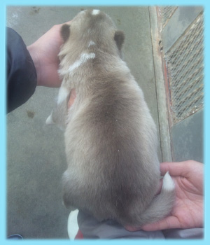 シベリアンハスキー　レッド＆ホワイト　オス　子犬販売の専門店　AngelWan　横浜