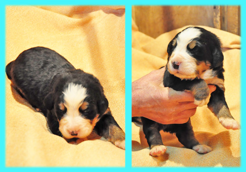 バーニーズマウンテンドッグ トライカラー オス 子犬販売の専門店 AngelWan 横浜