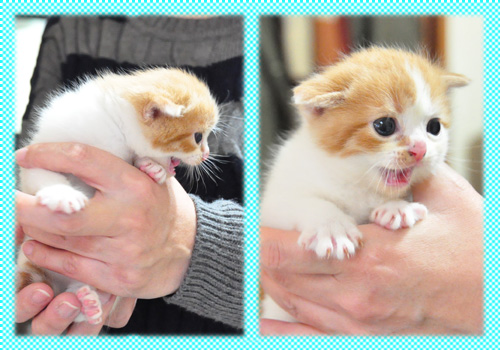 スコティッシュフォールド レッドタビー&ホワイト オス AngelWan 横浜