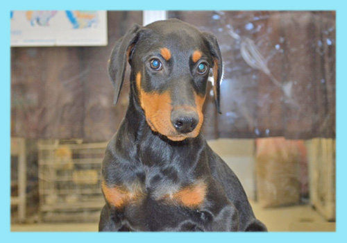 ドーベルマン　オス　子犬販売専門店　AngelWan 　横浜