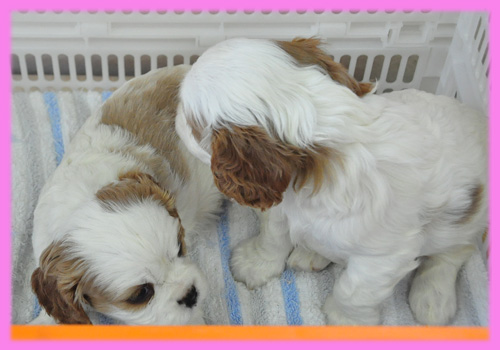 キャバリア メス 子犬販売の専門店 AngelWan 横浜