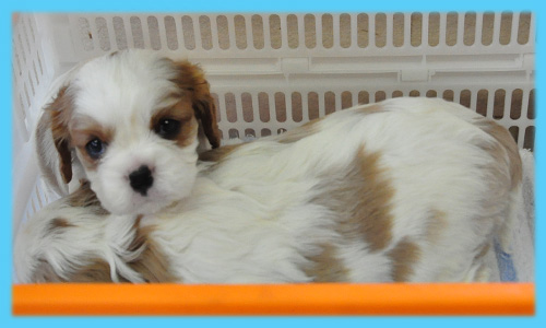 キャバリア　オス　子犬販売の専門店　AngelWan　横浜