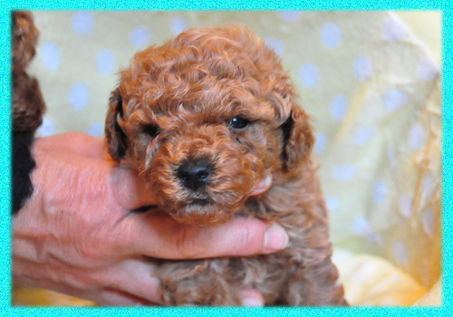 トイプードル レッド オス 子犬販売の専門店 AngelWan 横浜 神奈川