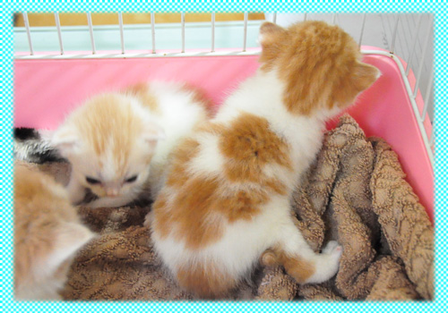 スコティッシュフォールド レッドタビー&ホワイト オス AngelWan 横浜