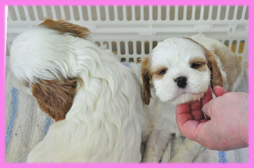 キャバリア メス 子犬販売の専門店 AngelWan