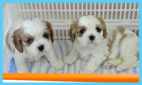 キャバリア　オス　子犬販売の専門店　AngelWan　横浜