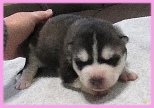 シベリアンハスキー ブラック&ホワイト メス 子犬販売の専門店 AngelWan 横浜