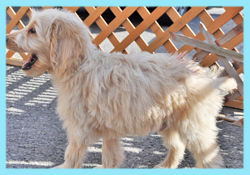 ゴールデンドゥードル　オス　子犬販売の専門店　AngelWan　横浜