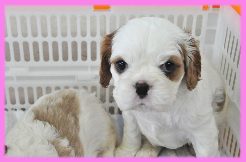 キャバリア メス 子犬販売の専門店 AngelWan