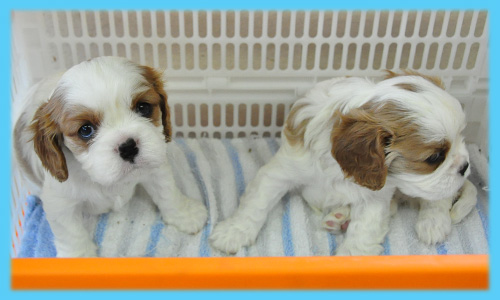 キャバリア　オス　子犬販売の専門店　AngelWan　横浜