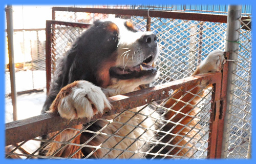 バーニーズマウンテンドッグ　父犬　子犬販売の専門店　AngelWan 横浜