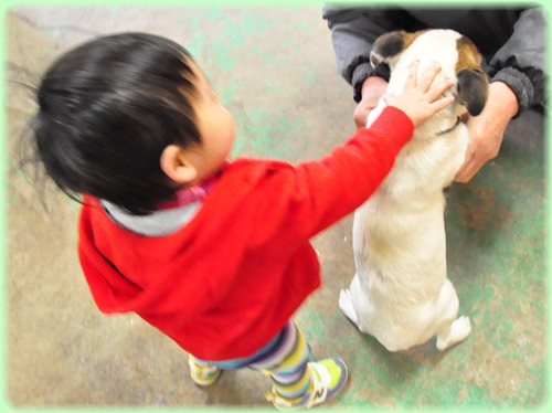 ジャックラッセルテリア ブリーダー子犬販売専門店 AngelWan 東京 神奈川 千葉