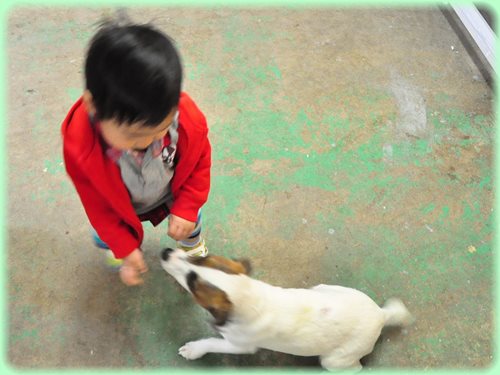 ジャックラッセルテリア ブリーダー子犬販売専門店 AngelWan 東京 神奈川 千葉