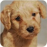 ゴールデンドゥードル ブリーダー子犬販売専門店 AngelWan 横浜