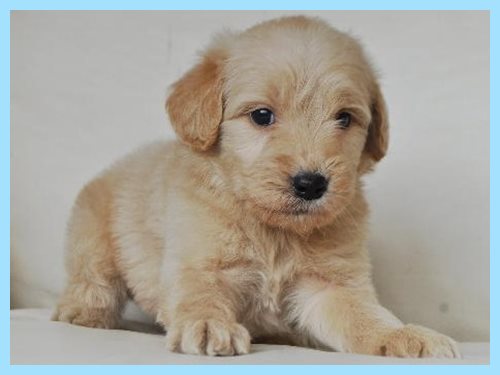 ゴールデンドゥードル ブリーダー子犬販売専門店 AngelWan 東京 神奈川 千葉