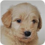 ゴールデンドゥードル ブリーダー子犬販売専門店 AngelWan 横浜