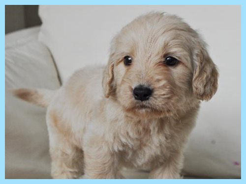 ゴールデンドゥードル ブリーダー子犬販売専門店 AngeｌWan 東京 神奈川 千葉