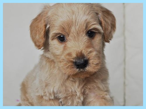 ゴールデンドゥードル ブリーダー子犬販売専門店 AangelWan 東京 神奈川 千葉