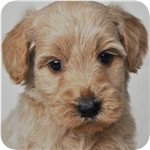 ゴールデンドゥードル ブリーダー子犬販売専門店 AngelWan 横浜