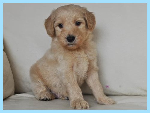 ゴールデンドゥードル ブリーダー子犬販売専門店 AngelWan 東京 神奈川 千葉