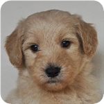 ゴールデンドゥードル ブリーダー子犬販売専門店 AngelWan 横浜