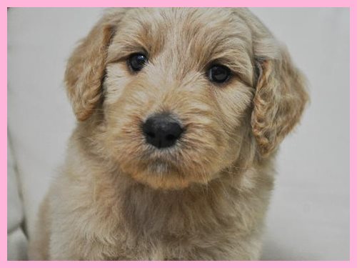 ゴールデンドゥードル ブリーダー子犬販売専門店 AngelWan 東京 神奈川 千葉