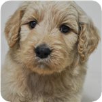 ゴールデンドゥードル ブリーダー子犬販売専門店 AngelWan 横浜