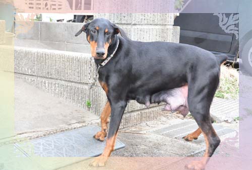 ドーベルマン　ブリーダー子犬販売専門店　Angel Wan 東京　神奈川　千葉