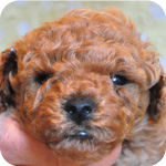 トイプードル レッド オス 子犬販売の専門店 AngelWan 横浜 神奈川