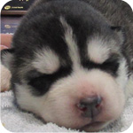 シベリアンハスキー ブラック&ホワイト メス 子犬販売の専門店 AngelWan 横浜