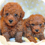 トイプードル　レッド　オス　子犬販売の専門店　AngelWan　横浜　神奈川