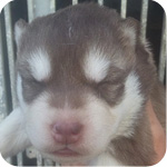 シベリアンハスキー　チョコレート＆ホワイト　オス　子犬販売の専門店　AngelWan 横浜