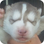 シベリアンハスキー　レッド＆ホワイト　オス　子犬販売の専門店　AngelWan　横浜