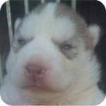 シベリアンハスキー　レッド＆ホワイト　メス　子犬販売の専門店　AngelWan 横浜