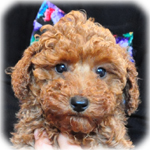 トイプードル　ブリーダー子犬販売専門店　Angel Wan　横浜