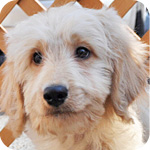 ゴールデンドゥードル　オス　子犬販売の専門店　AngelWan　横浜