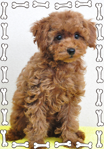 トイプードル　ブリーダー子犬販売専門店　Angel Wan 東京　神奈川　千葉