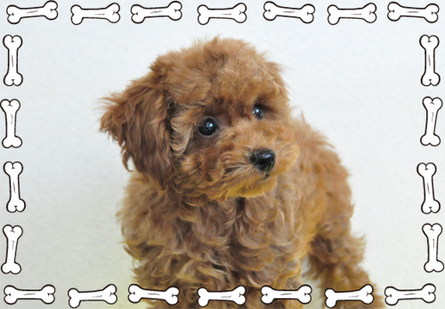 トイプードル　ブリーダー子犬販売専門店　Angel Wan 東京　神奈川　千葉