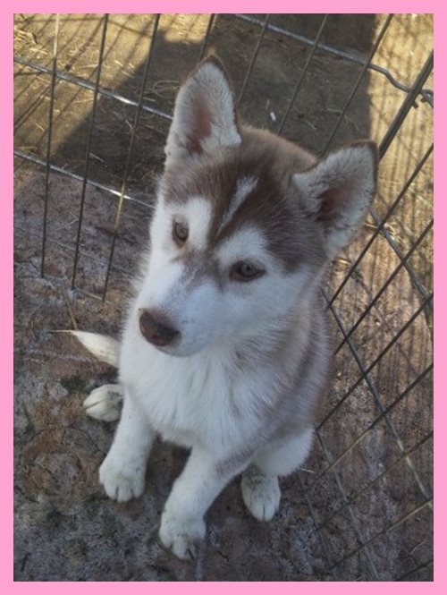 シベリアンハスキー　ブリーダー子犬販売専門店　AngelWan 東京　神奈川　千葉