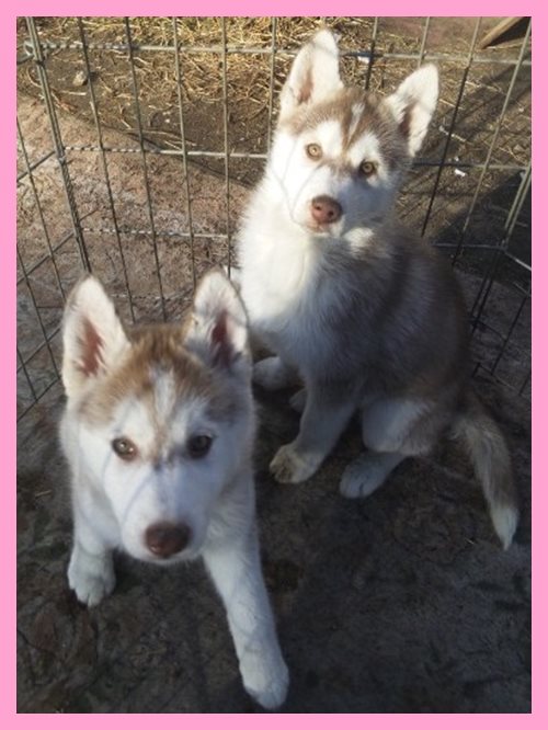 シベリアンハスキー　ブリーダー子犬販売専門店　AngelWan 東京　神奈川　千葉