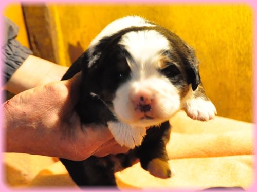 バーニーズマウンテンドッグ ブリーダー子犬販売専門店　AngelWan 東京　神奈川　千葉