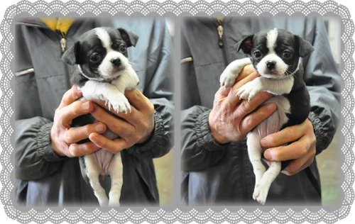 ミックス　ブリーダー子犬販売専門店　Angel Wan 東京　神奈川　千葉