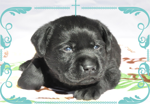 ラブラドールレトリバー　ブリーダー子犬販売専門店　Angel Wan 東京　神奈川　千葉