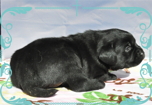 ラブラドールレトリバー　ブリーダー子犬販売専門店　Angel Wan 東京　神奈川　千葉