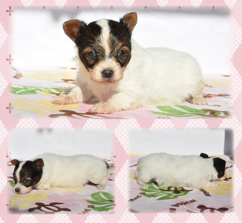 パピヨン　ブリーダー子犬販売専門店　Angel Wan 東京　神奈川　千葉